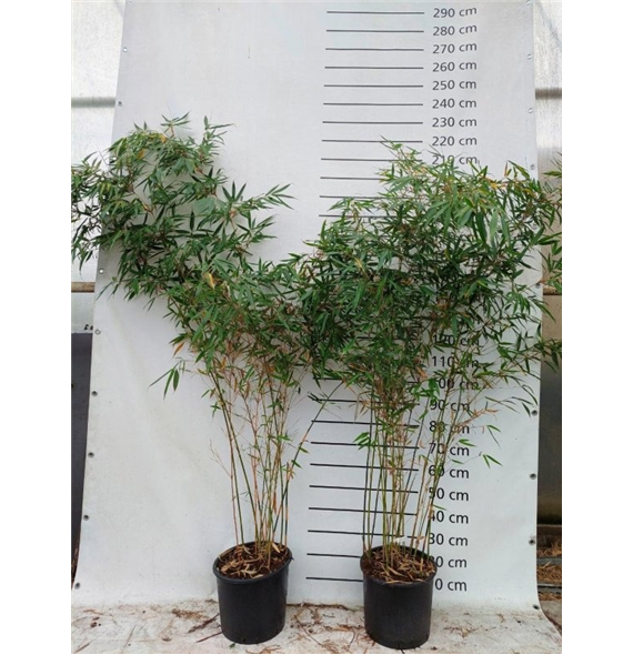 Fargesia robusta 'Pingwu' F00008533