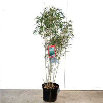 Fargesia rufa F00008571
