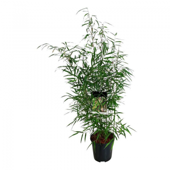 Fargesia scabrida 'Asian Wonder' F00007238