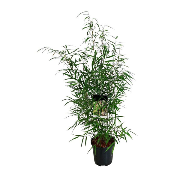 Fargesia scabrida 'Asian Wonder' F00007238