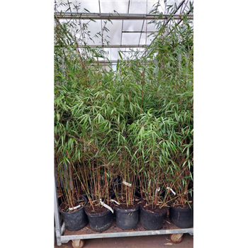 Fargesia scabrida 'Asian Wonder' F00008531