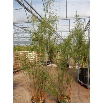 Fargesia scabrida 'Asian Wonder' F00008550