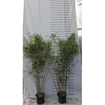 Fargesia scabrida 'Asian Wonder' F00008530