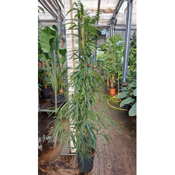 Fikus binnendijkii 'Alii' F00005871