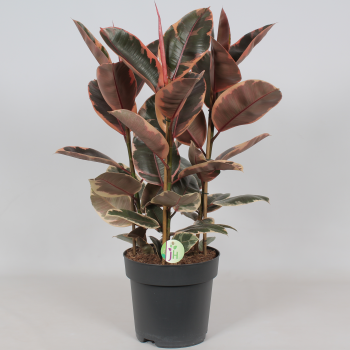 Fikus elastica 'Belize' F00001221