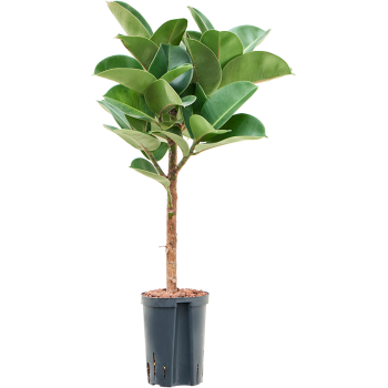 Fikus elastica 'Cloe' 1FIECRS18