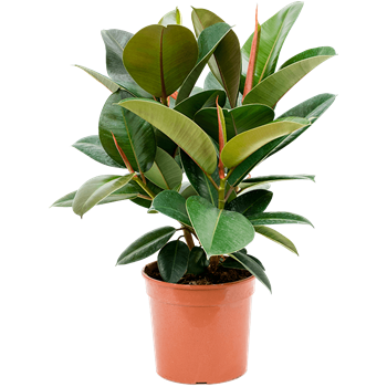 Fikus elastica 'Robusta' 4FIERBU21