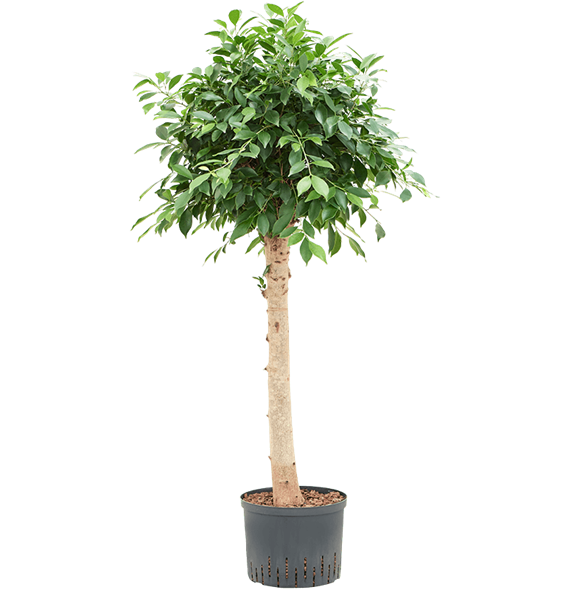 Fikus microcarpa ‘Nitida’ 1FINIRS06