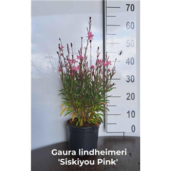 Gaura lindheimeri 'Siskiyou Pink' F00008813