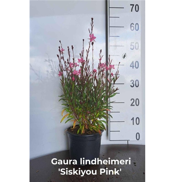 Gaura lindheimeri 'Siskiyou Pink' F00008813