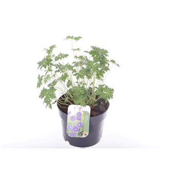 Geranium 'Johnson's Blue' F00005557