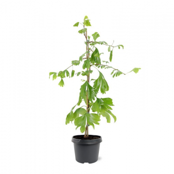 Ginkgo biloba F00008735