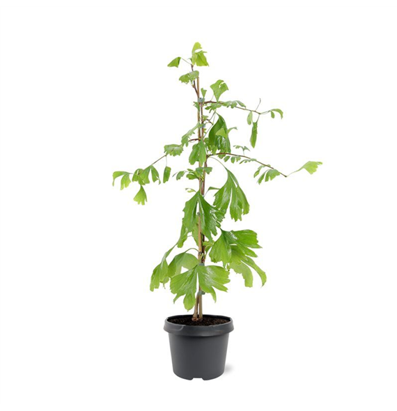 Ginkgo biloba F00008735