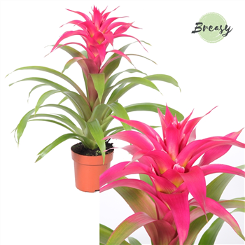 Guzmania Deseo F00000153