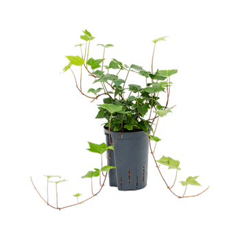 Hedera algeriensis 'Montgomery' 1HEMOHA10