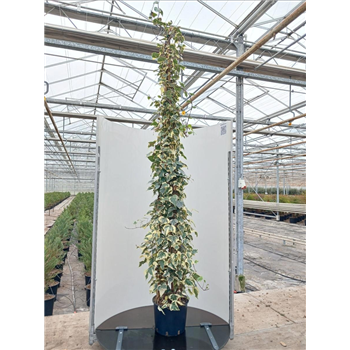 Hedera algeriensis 'Gloire de Marengo' F00008906