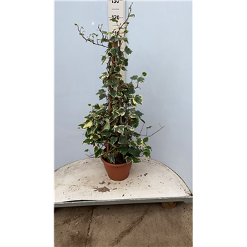 Hedera algeriensis 'Gloire de Marengo' F00005428