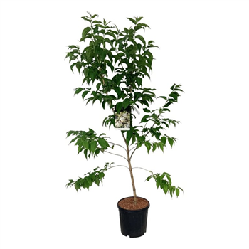 Heptacodium miconioides F00008756