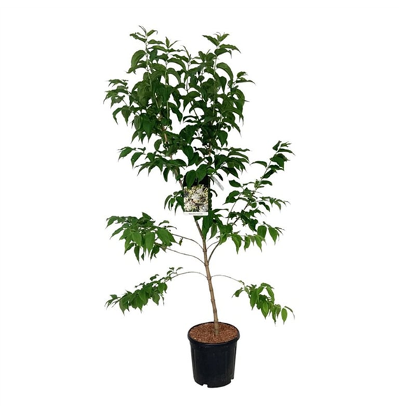 Heptacodium miconioides F00008756