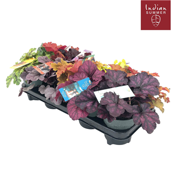 Heuchera 'Indian Summer' mix F00005133