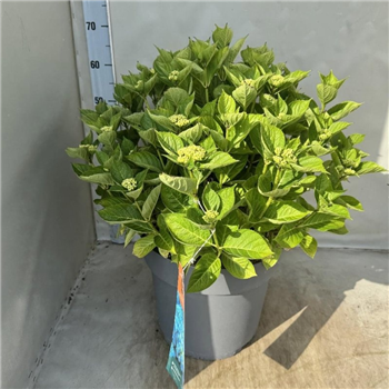 Hortenzija macrophylla 'Ankong' F00008497