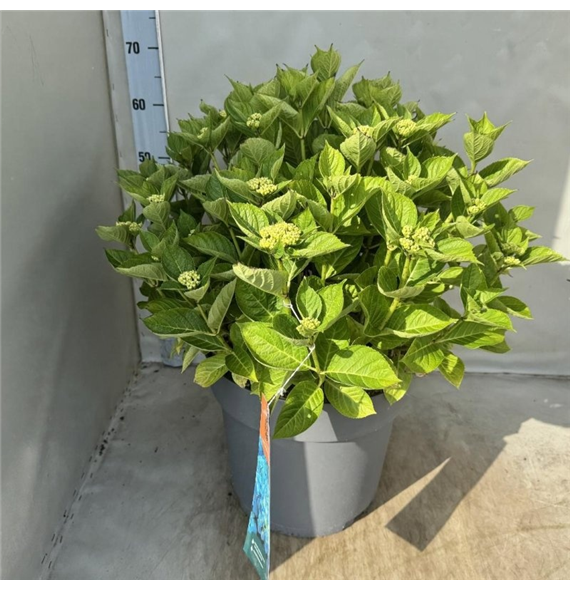 Hortenzija macrophylla 'Ankong' F00008497