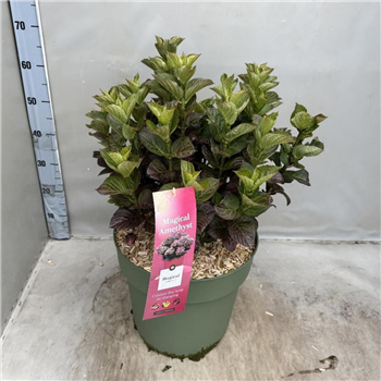 Hortenzija macrophylla 'Magical Amethyst' F00008496
