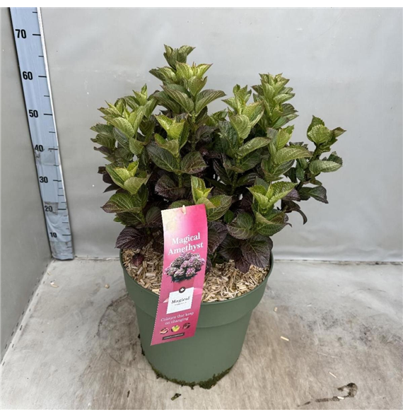 Hortenzija macrophylla 'Magical Amethyst' F00008496