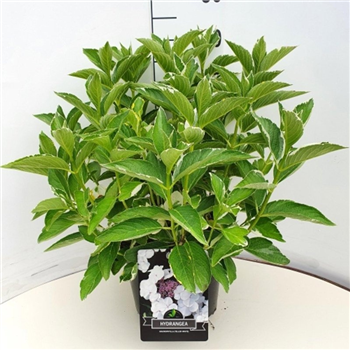 Hortenzija macrophylla 'Libelle' F00008782