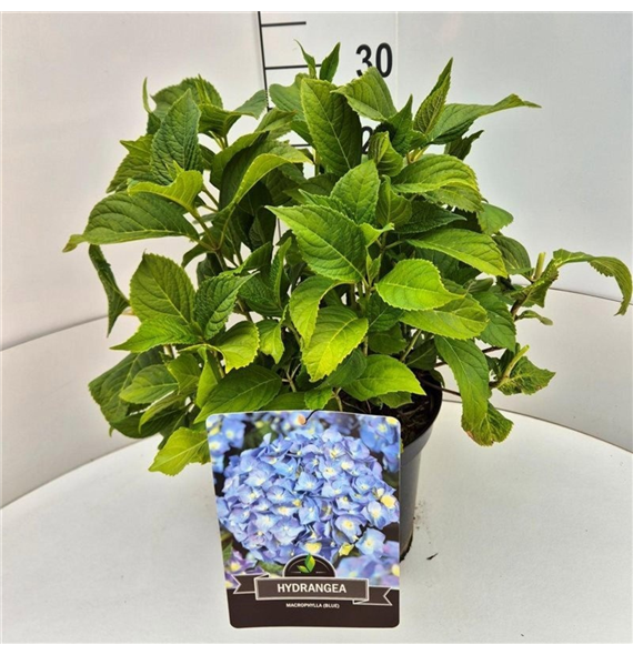 Hortenzija macrophylla 'Nikko Blue' F00008792