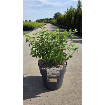 Hortenzija paniculata 'Bobo' F00008699