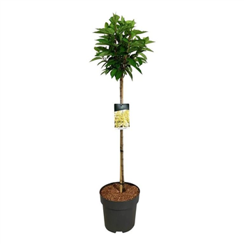 Hortenzija paniculata 'Candlelight' F00008753