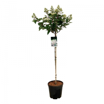 Hortenzija paniculata 'Early Harry' F00008750