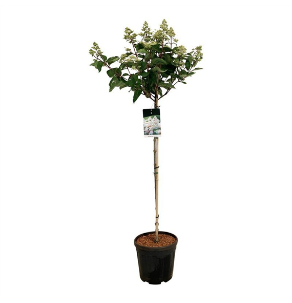 Hortenzija paniculata 'Early Harry' F00008750