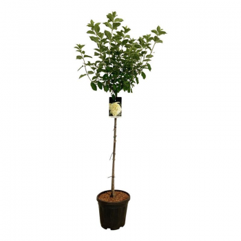 Hortenzija paniculata 'Limelight' F00008748