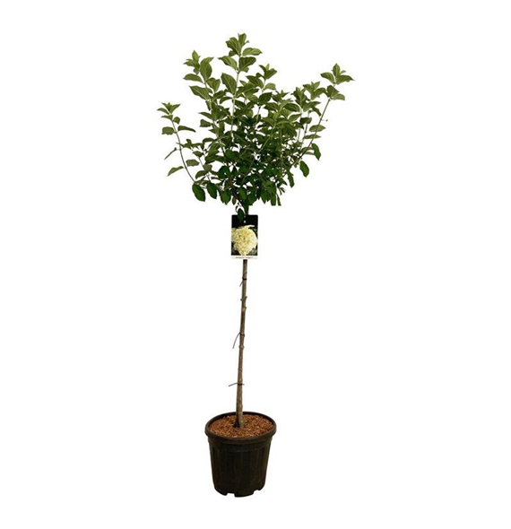 Hortenzija paniculata 'Limelight' F00008748