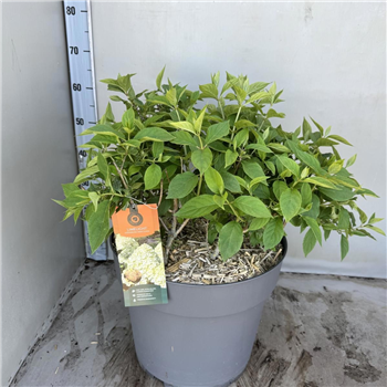 Hortenzija paniculata 'Limelight' F00008207