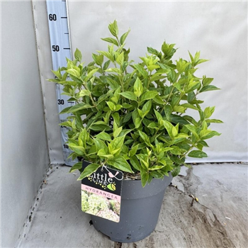 Hortenzija paniculata 'Little Lime' F00008499