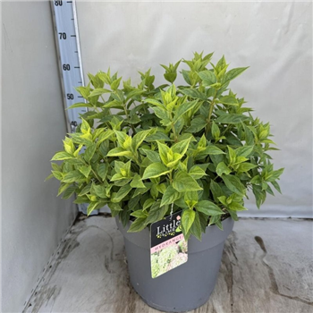 Hortenzija paniculata 'Little Lime' F00008500