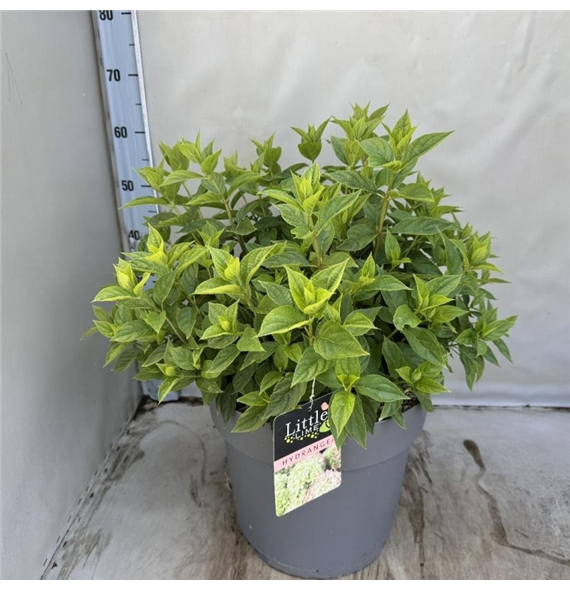 Hortenzija paniculata 'Little Lime' F00008500