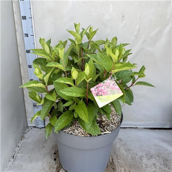 Hortenzija paniculata 'Pinky Winky' F00008503