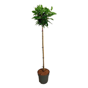 Hortenzija paniculata 'Pinky Winky' F00008751