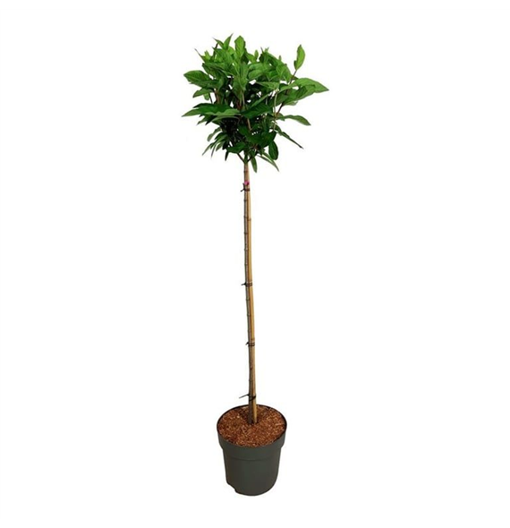 Hortenzija paniculata 'Pinky Winky' F00008751
