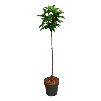 Hortenzija paniculata 'Pinky Winky' F00008754