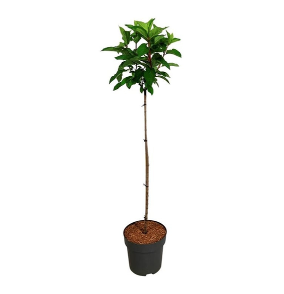 Hortenzija paniculata 'Pinky Winky' F00008754
