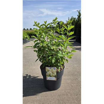 Hortenzija paniculata 'Skyfall' F00008646