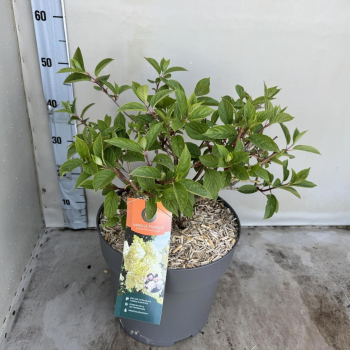 Hortenzija paniculata 'Vanille-Frais' F00008209