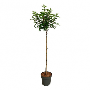 Hortenzija paniculata 'Vanille-Frais' F00008752