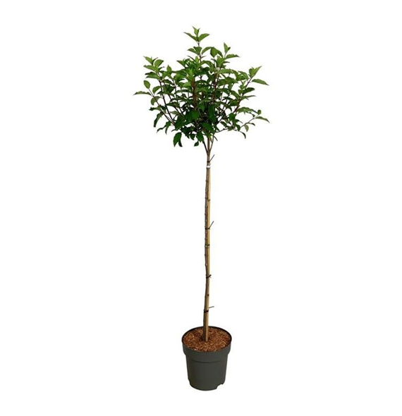 Hortenzija paniculata 'Vanille-Frais' F00008752