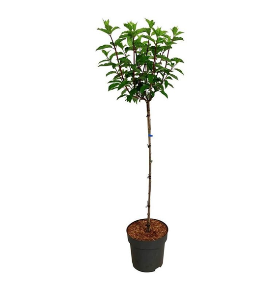 Hortenzija paniculata 'Vanille-Frais' F00008755